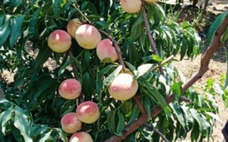 桃树春天管理技术，早春花期和幼果期需特别注意天气预报