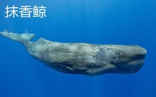 鲸鱼的种类大全，并不属于鱼类