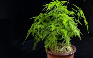 文竹冬季的养护方法，需及时保暖