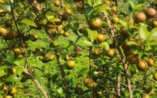 油茶树有哪些高产品种，以下6种的产量较高