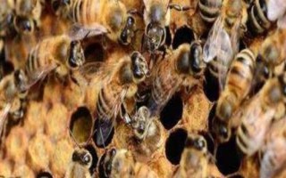 适合在广东养殖的中蜂,包括华南中蜂、双色中蜂等品种