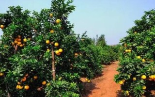 脐橙移栽的时间，春天和秋天都可以进行栽植