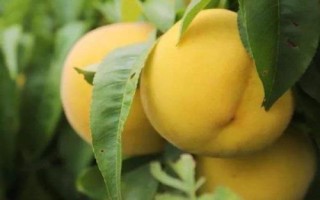 冬黄桃的价格，一斤需要13-15元左右