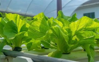 无土栽培蔬菜有哪些，常见的有番茄、苦瓜等