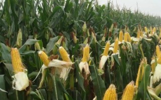 平玉8号玉米种子特征特性，4月中旬播种