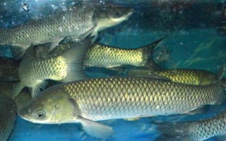 草鱼吃什么，可以吃狗尾草、芦苇、红虫等