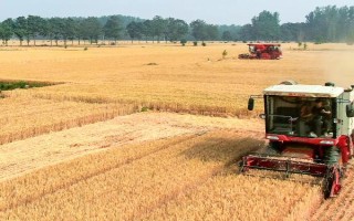 小麦收割的方式，可人工收割或使用联合收割机