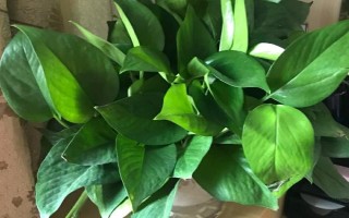 绿萝有没有毒，其汁液有毒