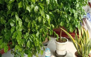 幸福树生虫子叶子粘液如何治疗，需及时修掉有虫害的叶子