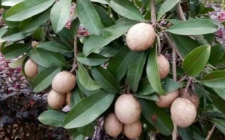 人心果的价格，一种长得非常像心脏的水果