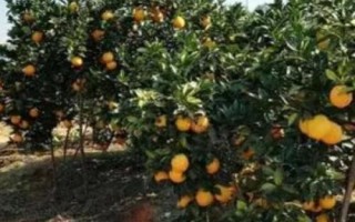 脐橙怎么套袋，先套内膛果、再套外膛果