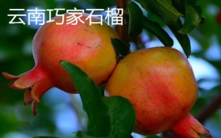 中国石榴第一县是什么地方，规模和产量是我国石榴产区之首