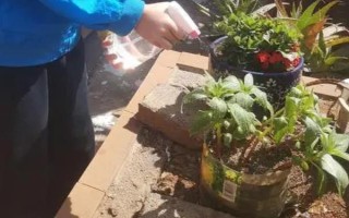 凤仙花叶子蔫了的原因,可能是浇水不当或光照过强所致