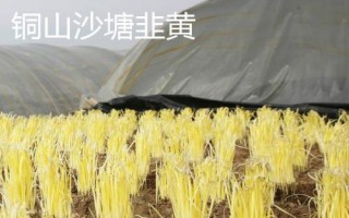 韭黄品种介绍,产地较多各具特色