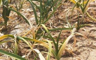 蒜苗叶尖干枯发黄的原因，可能是重茬栽种或缺乏营养所致