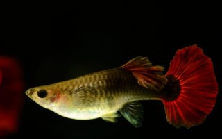 孔雀鱼垂直头朝下的原因及治疗方法，环境刺激和年龄较大等均会导致