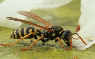 蜂群失王的原因，蜂王患病是最常见的原因