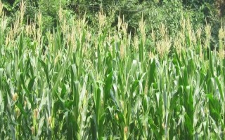 绿育9935玉米品种的特性，出苗至成熟126天