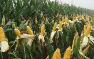 圣瑞688玉米种子特点,适宜密度为每亩4000株