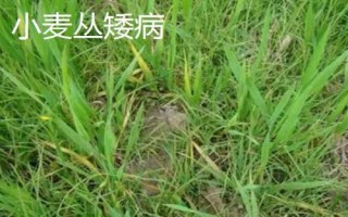 小麦病虫害有哪些及防治方法，常见类型有这8种