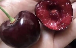 车厘子的品种介绍，常见的有金车车厘子、红灯、美早等