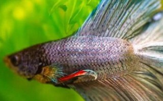 孔雀鱼垂直头朝下的原因及治疗方法，环境刺激和年龄较大等均会导致