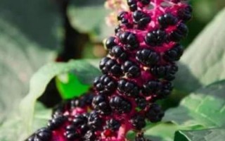 商陆的花语，寓意情意绵绵