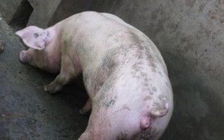 母猪发情表现与配种时间,会出现食欲下降、外阴红肿、接受公猪爬跨等情况