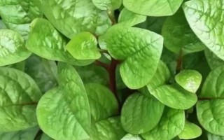 耐高温的蔬菜有哪些品种，空心菜、黄瓜、西葫芦等品种比较耐高温