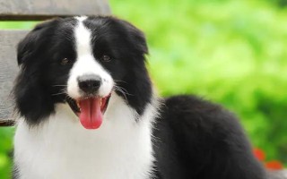 怎么给边牧挤肛门腺,首先做好清洁工作
