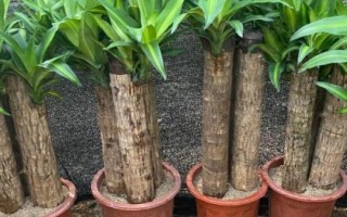 怎么养巴西木树桩，可土养也可水养