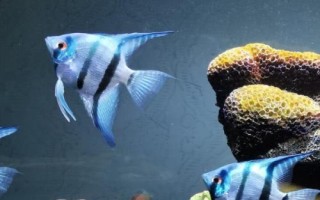 神仙鱼属于卵生还是胎生动物，通过产卵繁殖、属于卵生鱼类