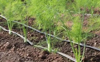 茴香怎么种植出苗较快，播种前需浸种一天