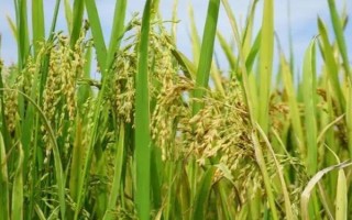 春天适合种什么农作物,适合种玉米、春大葱、茄子等