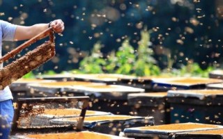 养蜂如何防治胡蜂,安装挡板可有效避免胡蜂入侵