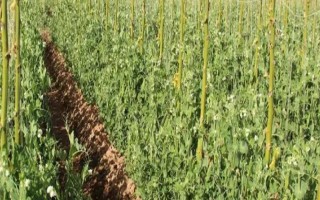 豌豆的套种技术,豌豆可以套种玉米、烟草等