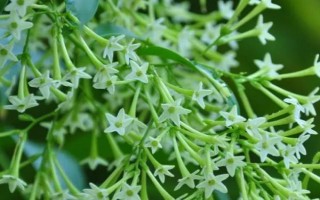 夜来香能不能放卧室，香气浓郁不适合放在卧室养殖