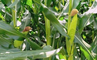 登海122玉米种子特点,中等肥力以上地块栽培