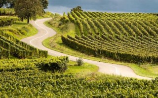 增产不增收怎么解决，可采取调整结构、改善产品质量、发展特色品牌农业等措施