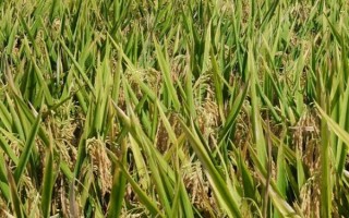 泰优871水稻种子特点,该品种株型适中