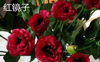 常见的洋桔梗品种介绍,品种众多各具特色