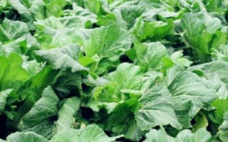 儿菜的种植技术，可以适当提早播种时间