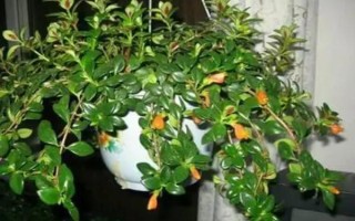 吊兰怎样养得又绿又壮，养护期间需定期修剪