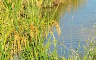赣73优705水稻品种的特性,6月15日至20日左右播种