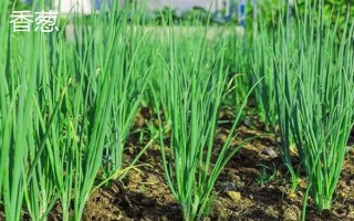 哪些作物适合在10月份种植，蒜苗、生菜、菠菜等蔬菜均可在此时栽培