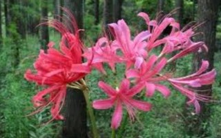 玫瑰石蒜是彼岸花吗,玫瑰石蒜是彼岸花中的一种