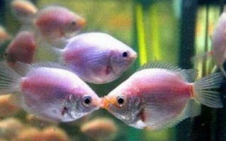 接吻鱼为什么会接吻，是备受青睐的小型观赏鱼