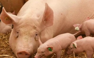 如何判断母猪流出的是不是胎粪，胎粪的颜色通常呈黑绿色