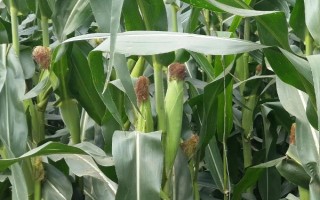 义玉1号（区试名称：LY-1）玉米种子特征特性，中抗小斑病