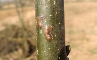 大青叶蝉的危害症状，严重时可致幼树死亡